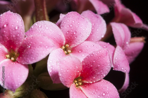 Fototapeta Naklejka Na Ścianę i Meble -  Pelargonium, geraniums