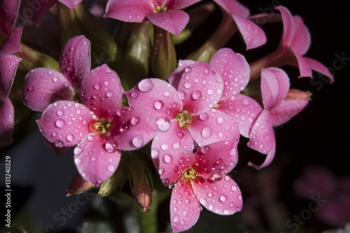 Fototapeta Naklejka Na Ścianę i Meble -  Pelargonium, geraniums