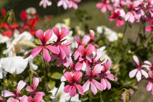 Fototapeta Naklejka Na Ścianę i Meble -  Pelargonium, geraniums