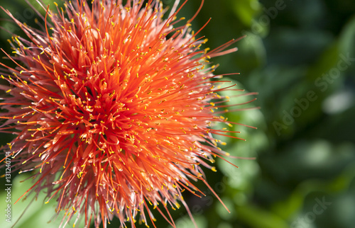 Scadoxus puniceus  commonly known as the paintbrush lily