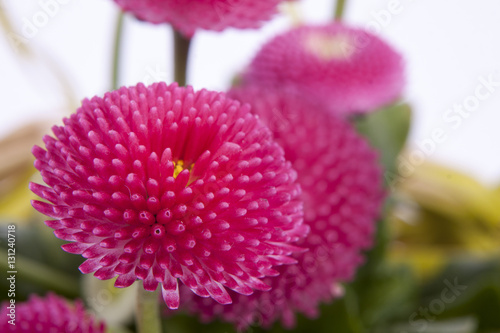 Bellis perennis is a common European species of daisy, of the Asteraceae family