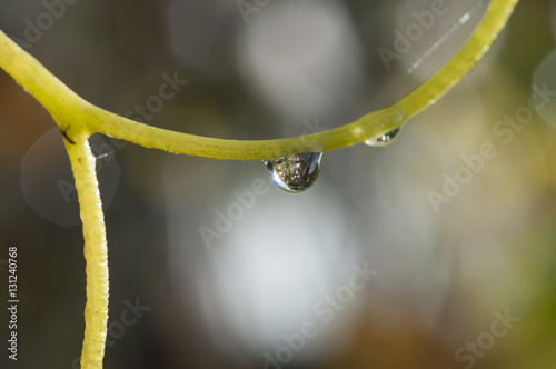 Water Drops on a Twig