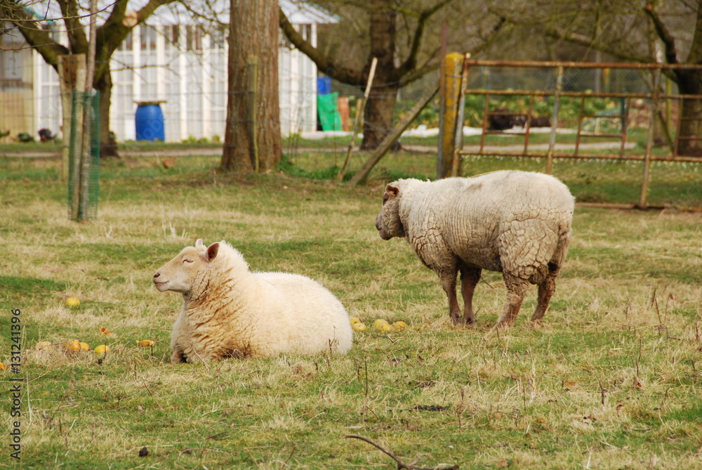 Obraz premium Moutons en Normandie