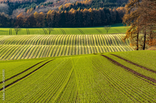 Grüner Herbst