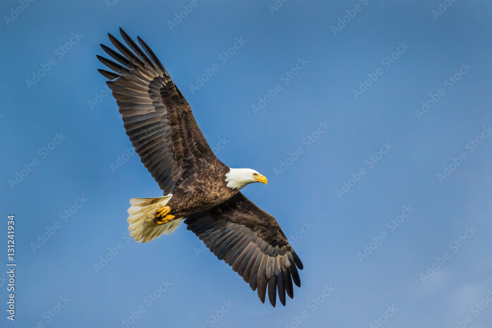 Obraz premium Soaring Eagle