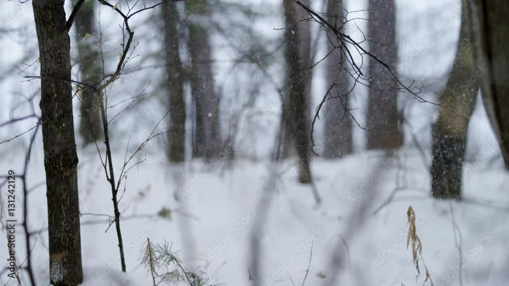 Hoarfrost on branches ath snowing Hoarfrost on branches ath snowing