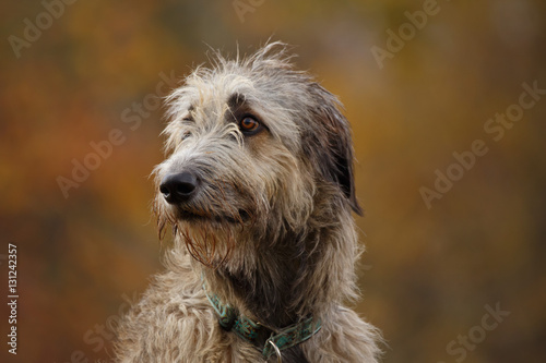 Fototapeta Naklejka Na Ścianę i Meble -  Irischer Wolfshund