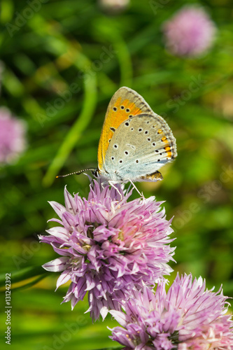 Butterfly on the spring purple flower © Oleg Zhukov