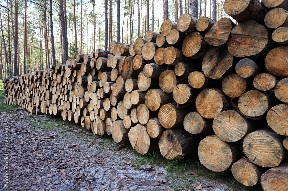 Wood in forest