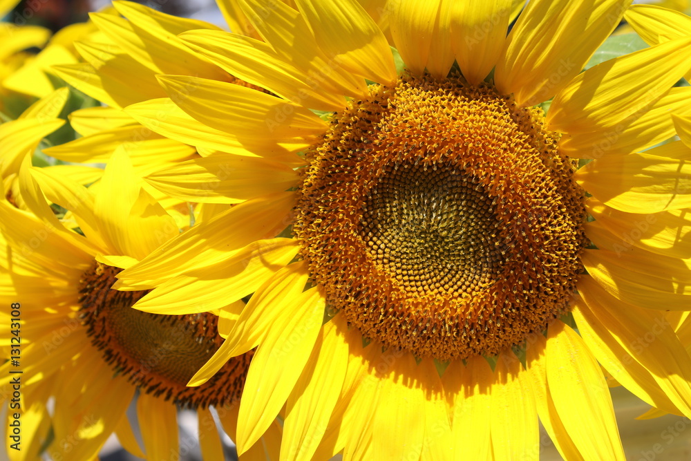 Naklejka premium Sunflower