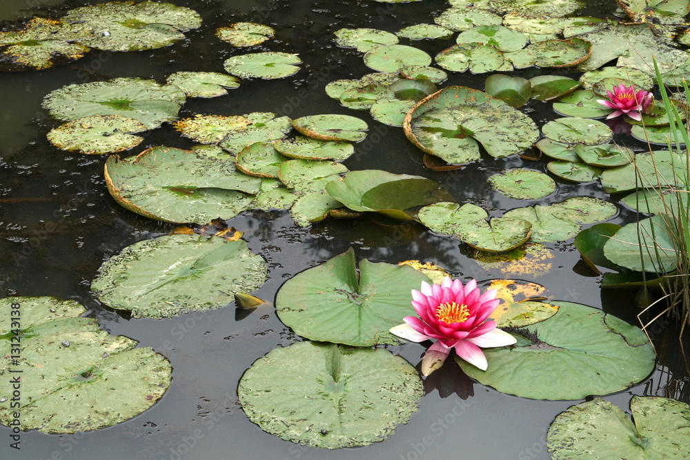 red water lily red water lily