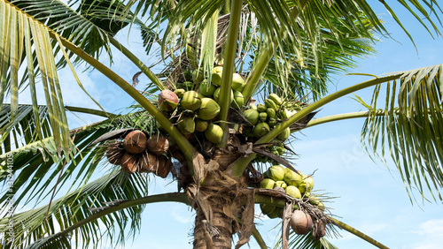 Young coconuts on tree