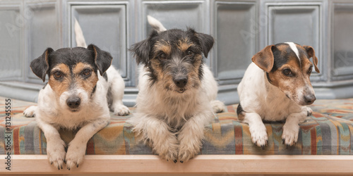 Drei Hund liegen gehorsam auf der Bank im Zimmer © Karoline Thalhofer