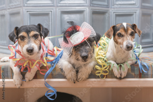 Partydogs - Jack Russell Terrier © Karoline Thalhofer