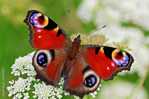 Obraz na plátně Peacock butterfly on flower