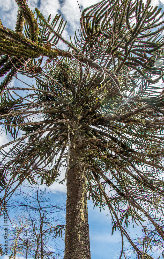 Araucaria tree at National Park Nahuelbuta, South of Chile. Araucaria tree at National Park Nahuelbuta, South of Chile.