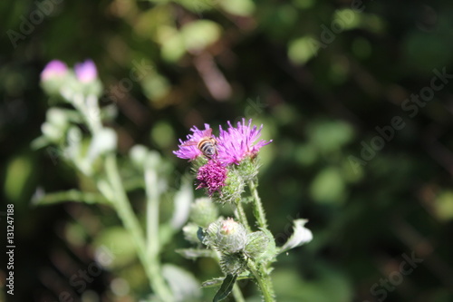 Thistle with bee