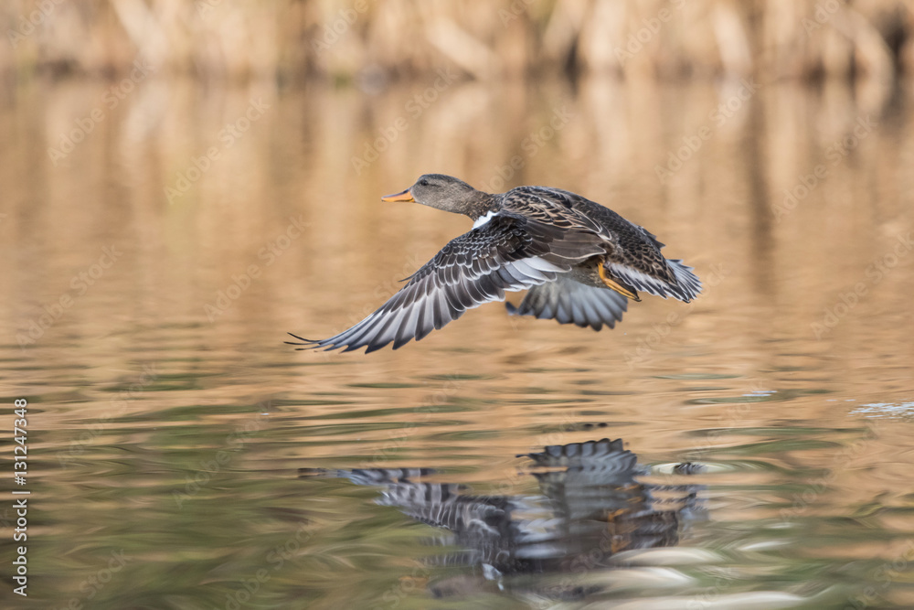 Obraz premium Gadwall, Duck, Anas strepera