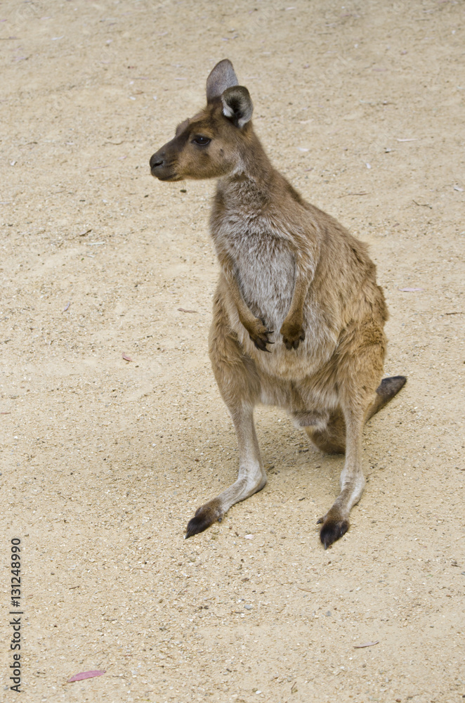 Fototapeta premium kangaroo