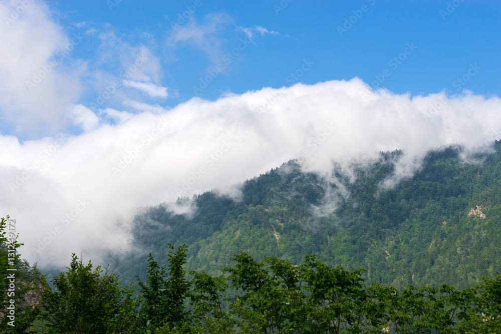 Beautiful pine trees on background high mountains. Giresun Beautiful pine trees on background high mountains. Giresun