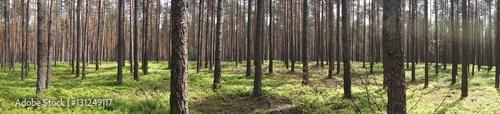 Fototapeta Naklejka Na Ścianę i Meble -  Trees in the forest