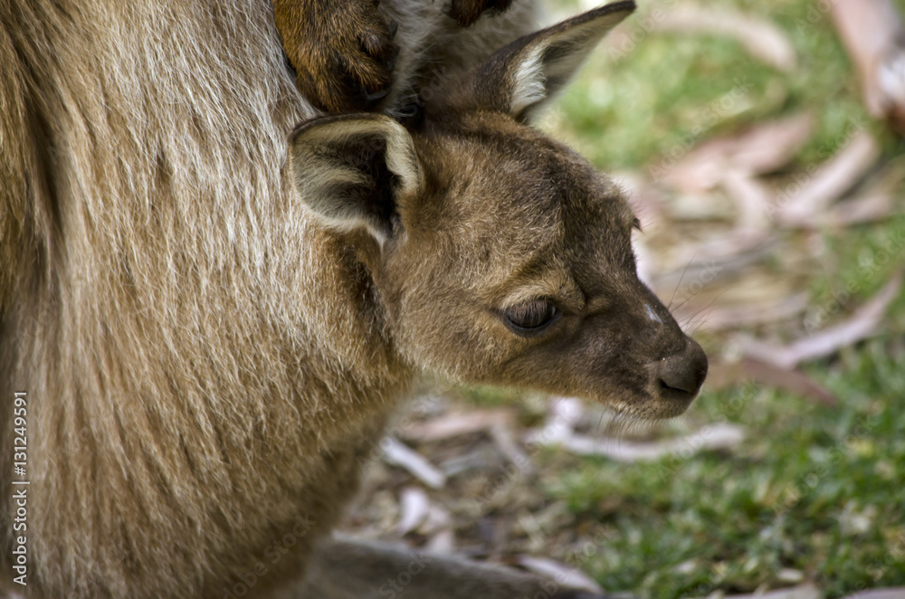 Fototapeta premium joey in pouch