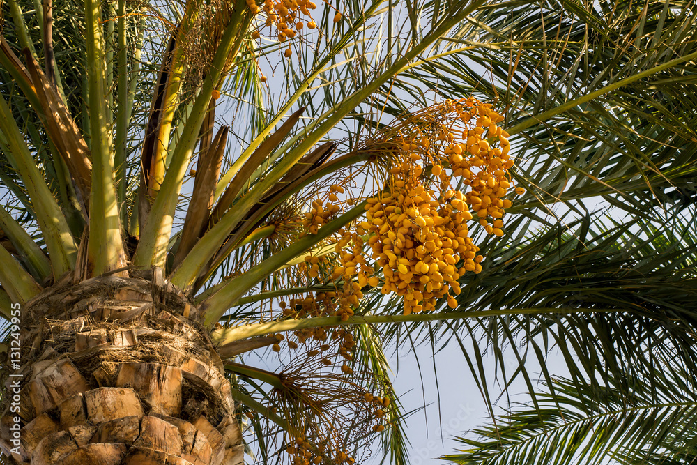 Fototapeta premium Date palm with bunches of orange dates