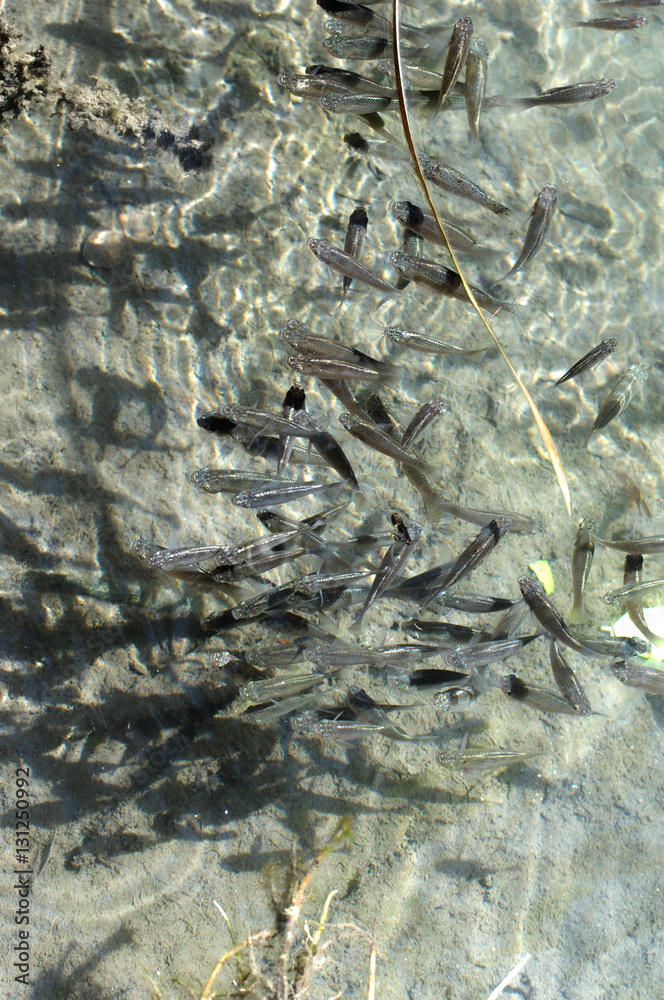Fototapeta premium School of Fish in a line in shallow water