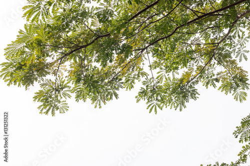 group of green leaf and skygreen leaf from garden,green leaf make oxygen and part of tree photo