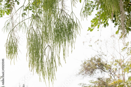 group of green leaf and skygreen leaf from garden,green leaf make oxygen and part of tree photo