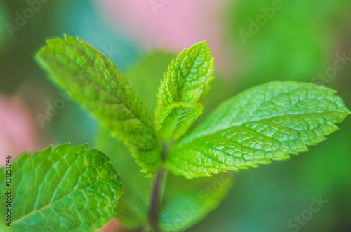 close up of menta leaf