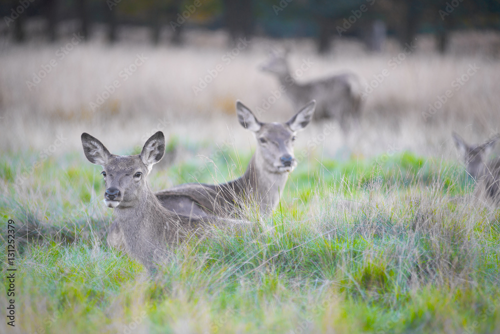 Deers in Richmond park Deers in Richmond park
