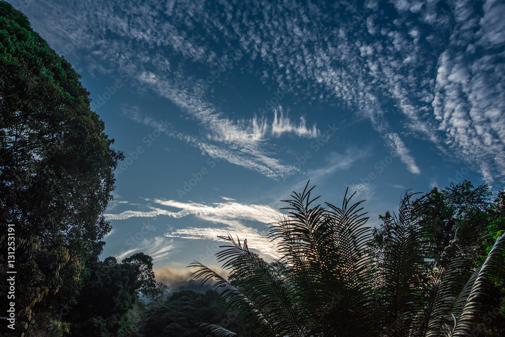 Nature awakens in the jungle. Taman Negara national park in Malaysia