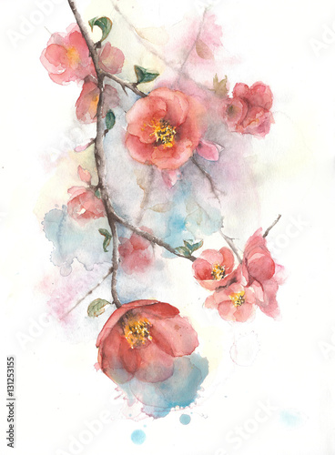 Obraz na płótnie Pigwa kwitnie wiosny kwitnienia okwitnięcia akwareli obrazu drzewną ilustrację