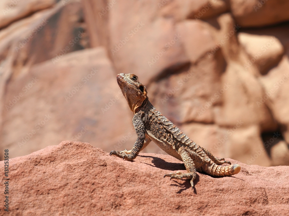 Naklejka premium Starred agama (Stellagama stellio) also known as star lizard or roughtail rock agama on the rock at Wadi Rum, Jordan