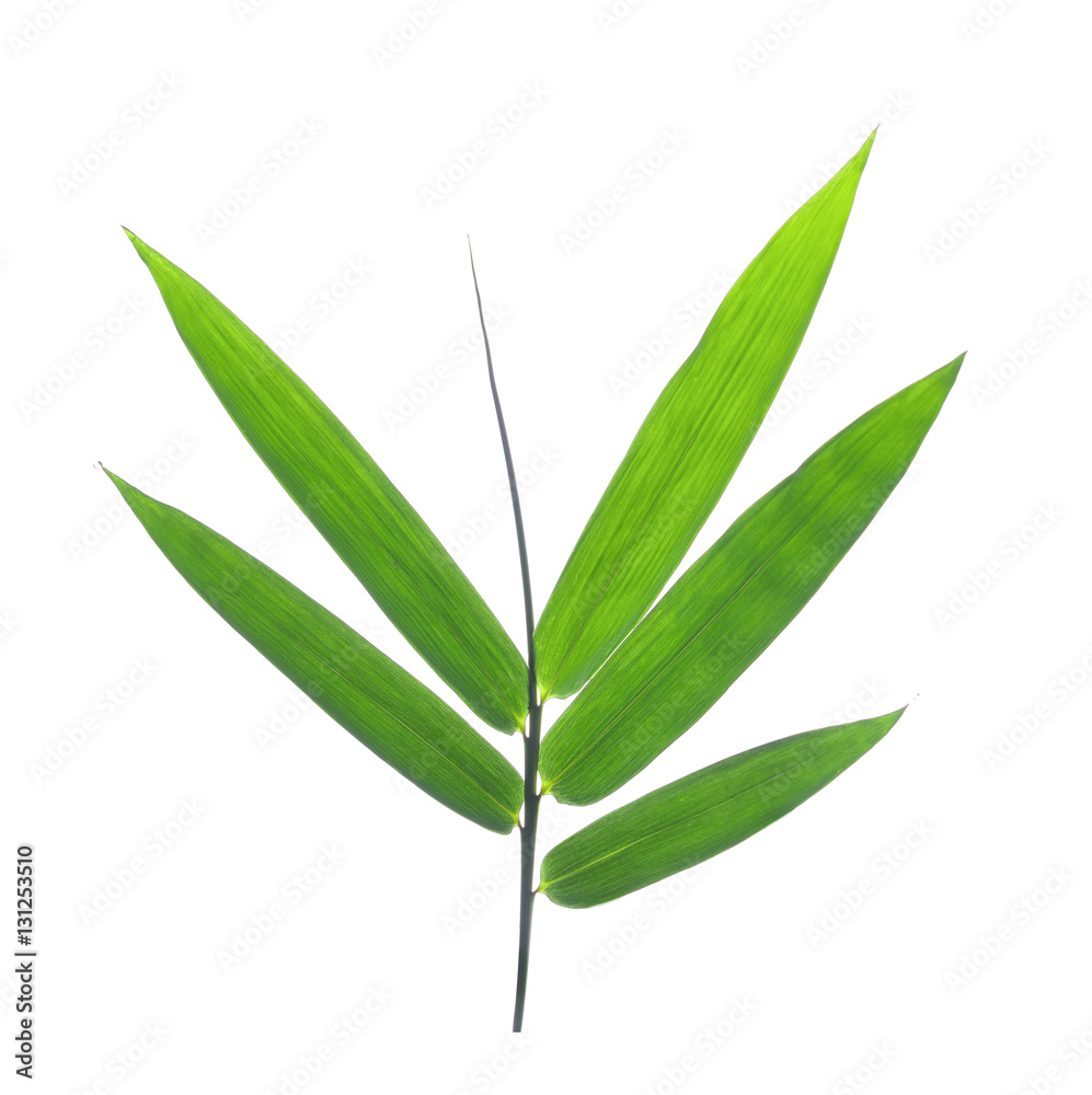 Obraz premium bamboo leaves on a white background