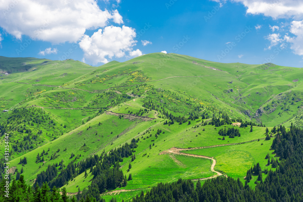 Fototapeta premium Beautiful pine trees on background high mountains. Giresun