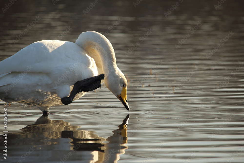 Fototapeta premium オオハクチョウ ( 大白鳥 / Cygnus cygnus / Whooper swan )