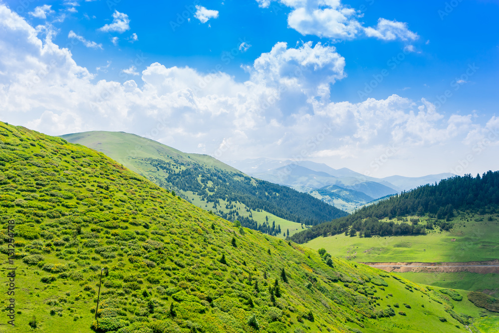 Beautiful pine trees on background high mountains. Giresun