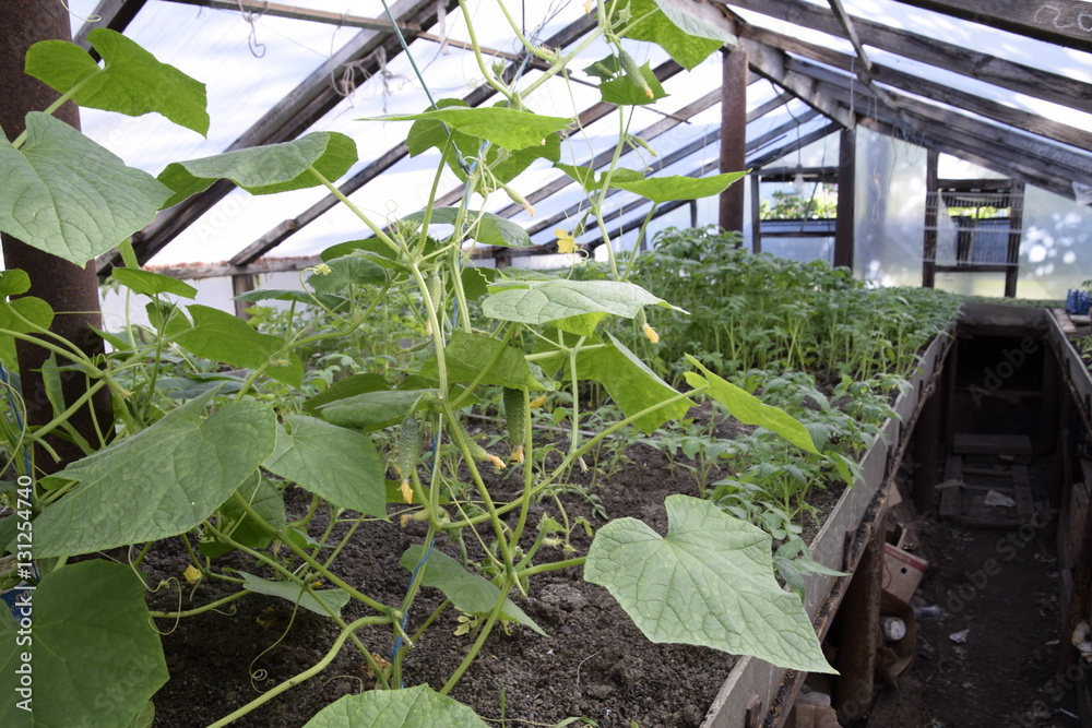 Seedlings in the greenhouse. Growing of vegetables in greenhouses.