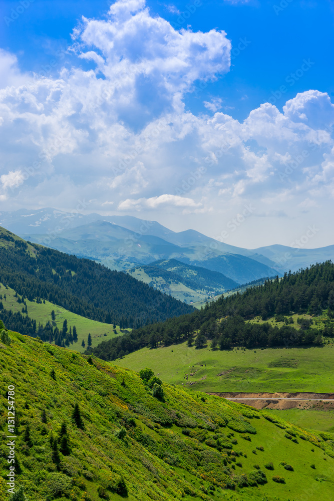 Fototapeta premium Beautiful pine trees on background high mountains. Giresun