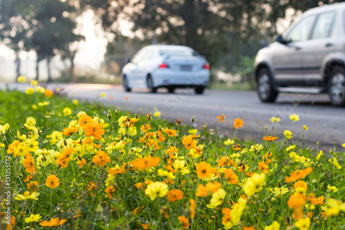 Cars with flower Cosmos.