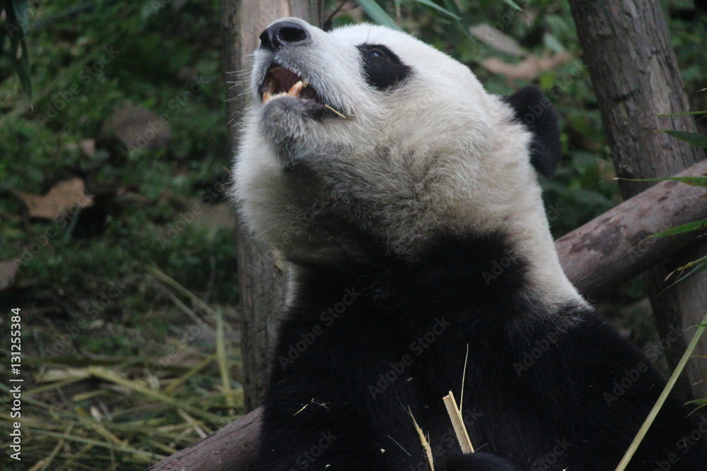 Obraz premium Panda in Chengdu