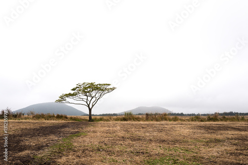 isidore farm's tree in jeju island1