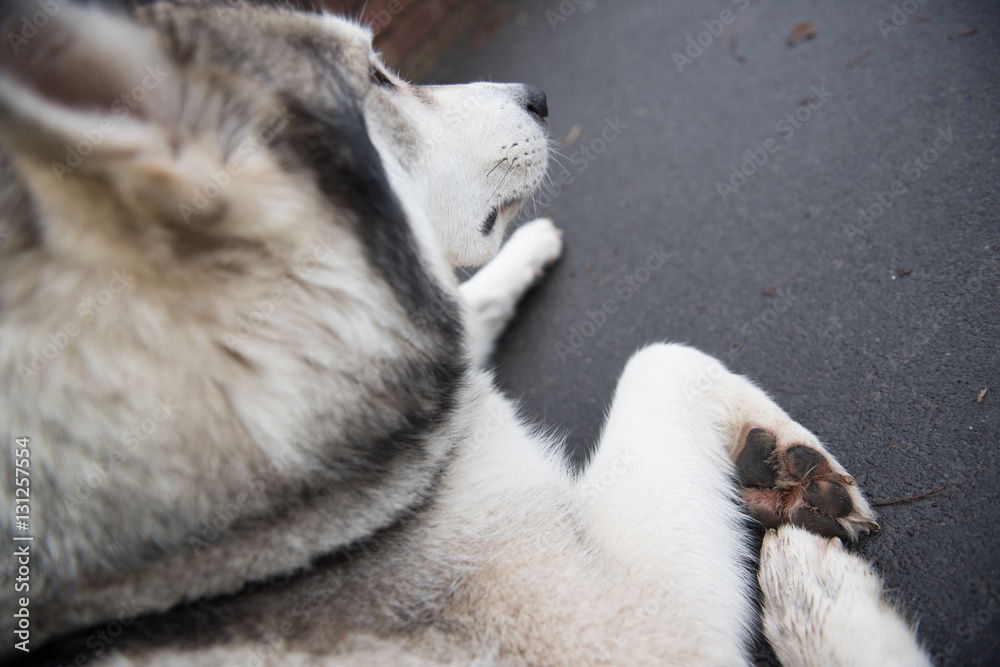 A beautiful husky wolf dog, with yellow eyes and beautiful fur coat, resting on the sidewalk.