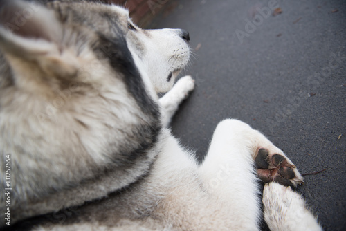 Fototapeta Naklejka Na Ścianę i Meble -  A beautiful husky wolf dog, with yellow eyes and beautiful fur coat, resting on the sidewalk.