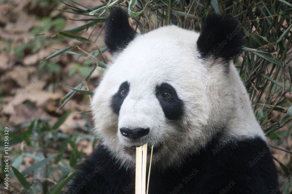 Panda in Chengdu Panda in Chengdu