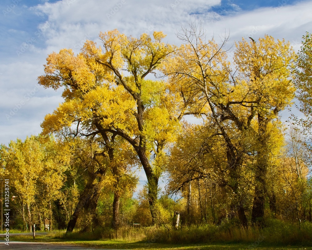 Montana Cottonwoods