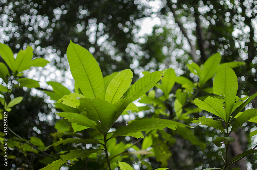 Leaf Leaf