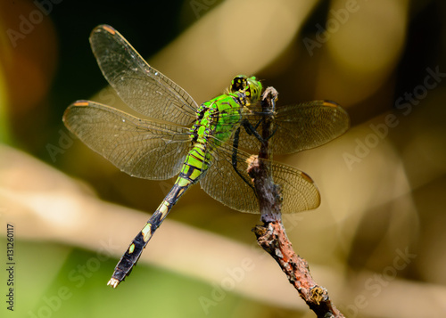 Female Eastern Pondhawk Dragonfly (Erythemis simplicicollis) photo